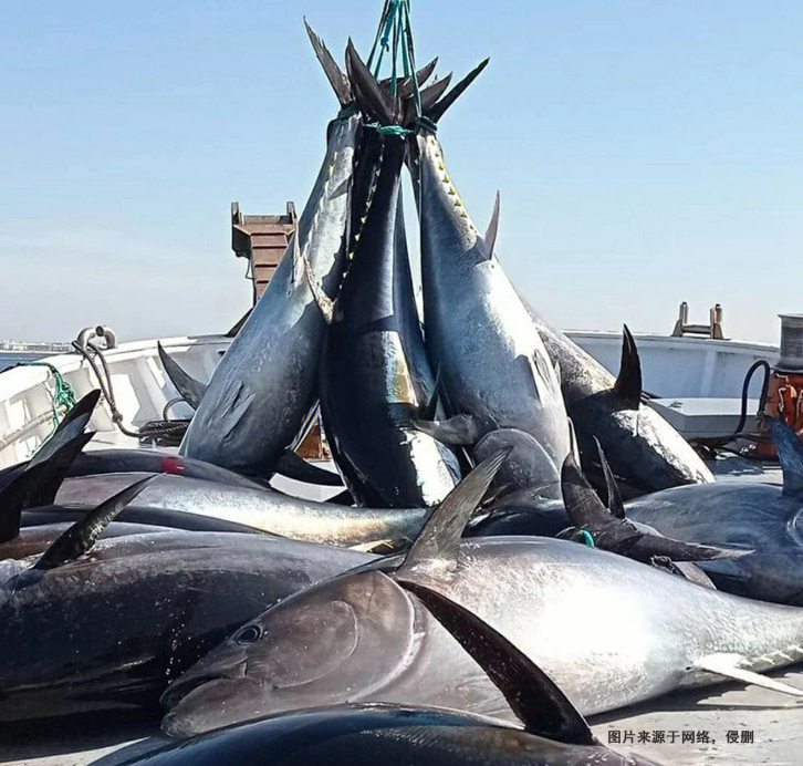 日本藍鰭金槍魚進口報關(guān)流程