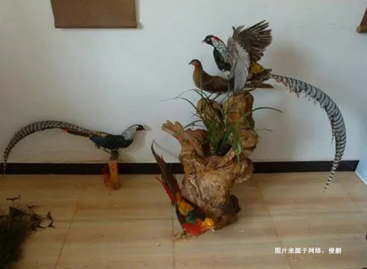 荷蘭蕉鵑生態(tài)動物標(biāo)本進(jìn)口報關(guān)資料