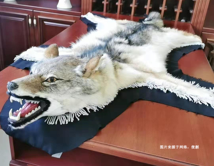 進(jìn)口狼野生動物標(biāo)本報關(guān)資料