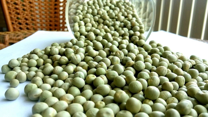 飼用豌豆進口報關(guān)資料