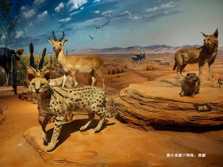 瀕危野生動物標(biāo)本進(jìn)口報關(guān)流程