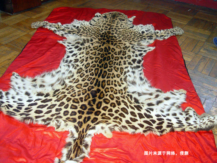 青島動物標(biāo)本進(jìn)口報關(guān)資料