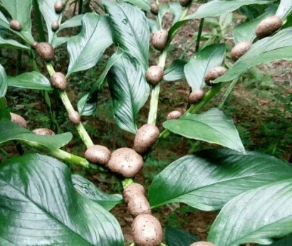 比利時魔芋進口報關流程_進口鮮冷藏蔬菜報關注意事項