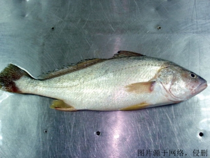 上海進(jìn)口印度叫姑魚清關(guān)流程_冷凍魚報(bào)關(guān)門到門