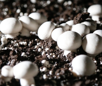 德國菌種進口報關資料這7樣_食用菌種快速通關