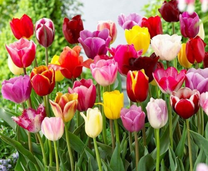 北京機場鮮花空運清關：荷蘭郁金香進口報關流程