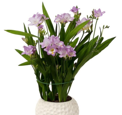 進(jìn)口觀賞植物報(bào)關(guān)資料_英國(guó)盆栽植物進(jìn)口通關(guān)指南