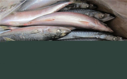 俄羅斯水產(chǎn)品進(jìn)口報(bào)關(guān)公司，聯(lián)網(wǎng)助你快速通關(guān)!