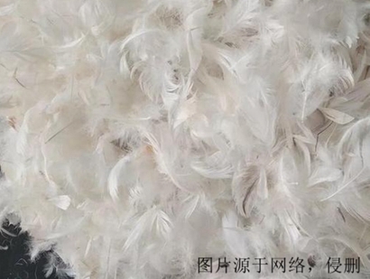 法國羽毛進口報關(guān)流程_上海進口孔雀羽毛清關(guān)資料