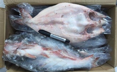 越南冷凍巴沙魚(yú)進(jìn)口報(bào)關(guān)到青島代理水產(chǎn)品案例