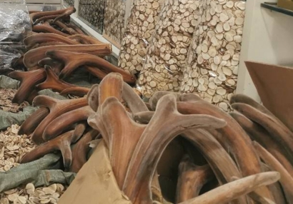 新西蘭鹿角進口報關(guān)資質(zhì)流程-20年廣州中藥材報關(guān)行