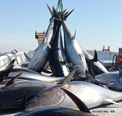 美國(guó)金槍魚(yú)進(jìn)口報(bào)關(guān)費(fèi)用_省50%冷凍魚(yú)清關(guān)費(fèi)用