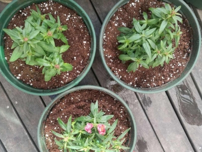 青島進(jìn)口椰糠報(bào)關(guān)公司：椰糠進(jìn)口清關(guān)流程及資料