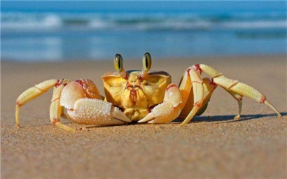 進(jìn)口鮮活螃蟹報(bào)關(guān)清關(guān)注意事項(xiàng)，不了解的可以看看