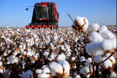 棉花進口報關流程及申報要素-17年進口報關經(jīng)驗