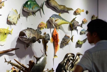 動物標本進口報關-動物標本是如何進口報關到國內的?