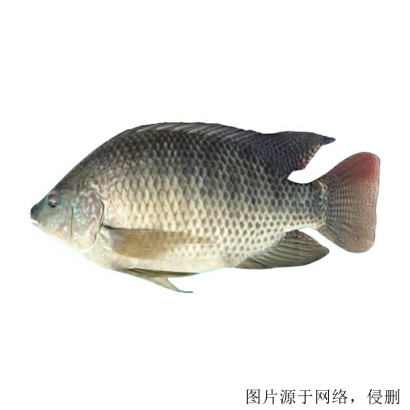 馬來西亞羅非魚進口清關流程怎么樣，流程詳解