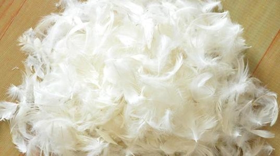 1599529173685858.jpg 鴨毛進口報關