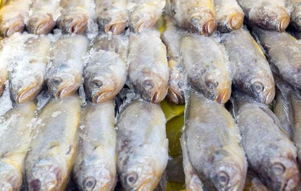 1629194486194906.jpg 青島冷凍魚進口清關(guān)_副本.jpg