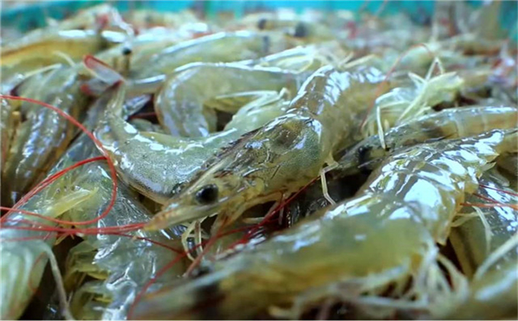 越南水產(chǎn)品進口報關代理公司 越南水產(chǎn)品進口報關